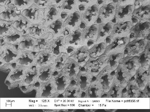 Cupuladria Canu & Bassler, 1919 - PI OR 60203 – Cupuladria