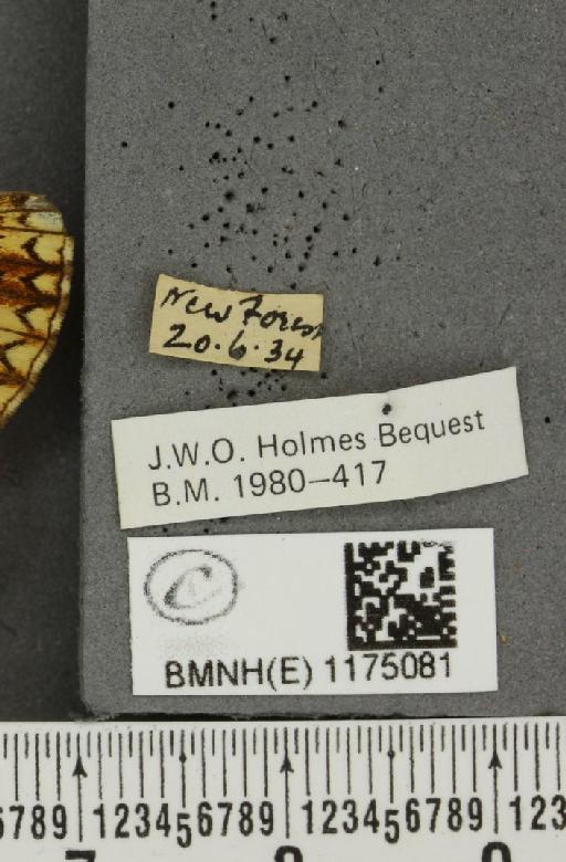 Boloria selene selene Denis & Schiffermüller, 1775 - BMNHE_1175081_label_30438