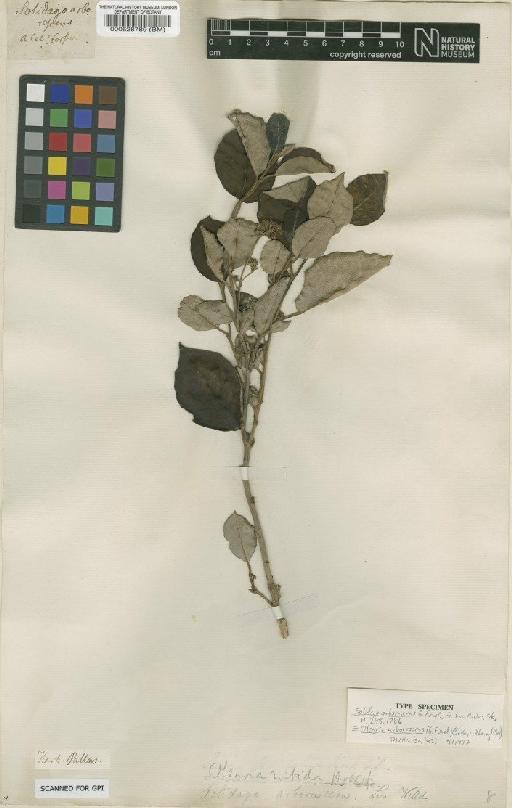 Olearia arborescens (G.Forst.) Cockayne & Laing - BM000528789