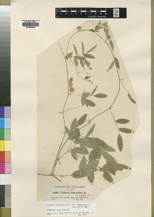 Clitoria ternatea var. angustifolia - BM000842757
