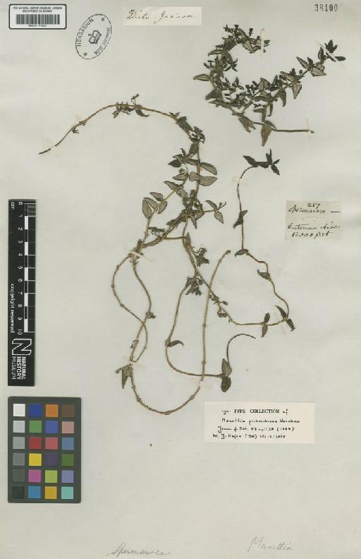 Manettia pichinchensis Wernham - BM001191490