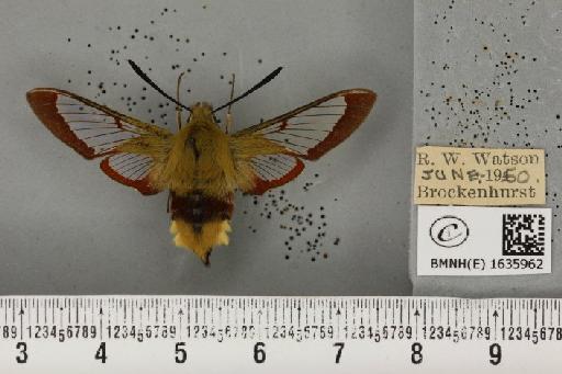 Hemaris fuciformis (Linnaeus, 1758) - BMNHE_1635962_205634