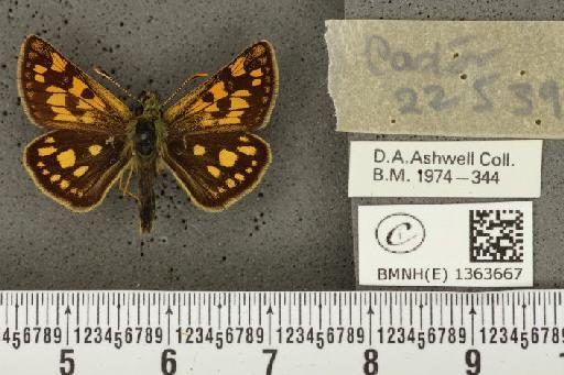 Carterocephalus palaemon (Pallas, 1771) - BMNHE_1363667_175833