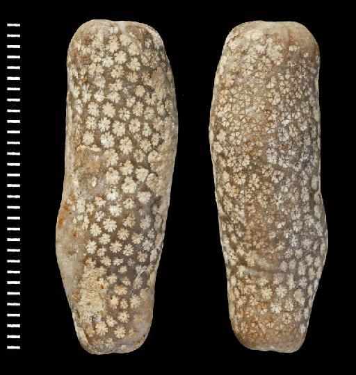 Stylophora affinis - Fossil Coral AZ3130