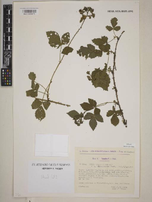 Rubus × adenoleucus Chaboiss. - BM013865875