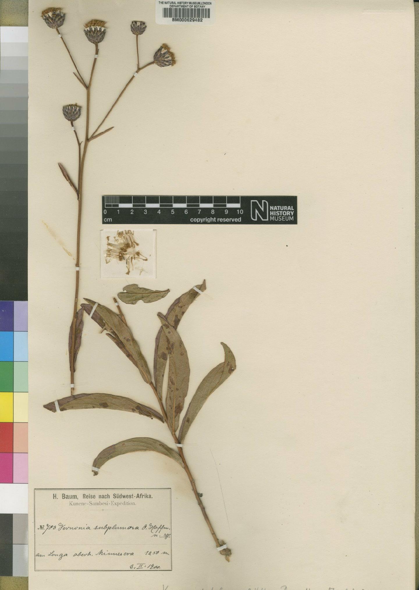 To NHMUK collection (Vernonia subplumosa O.Hoffm.; Type; NHMUK:ecatalogue:4528639)