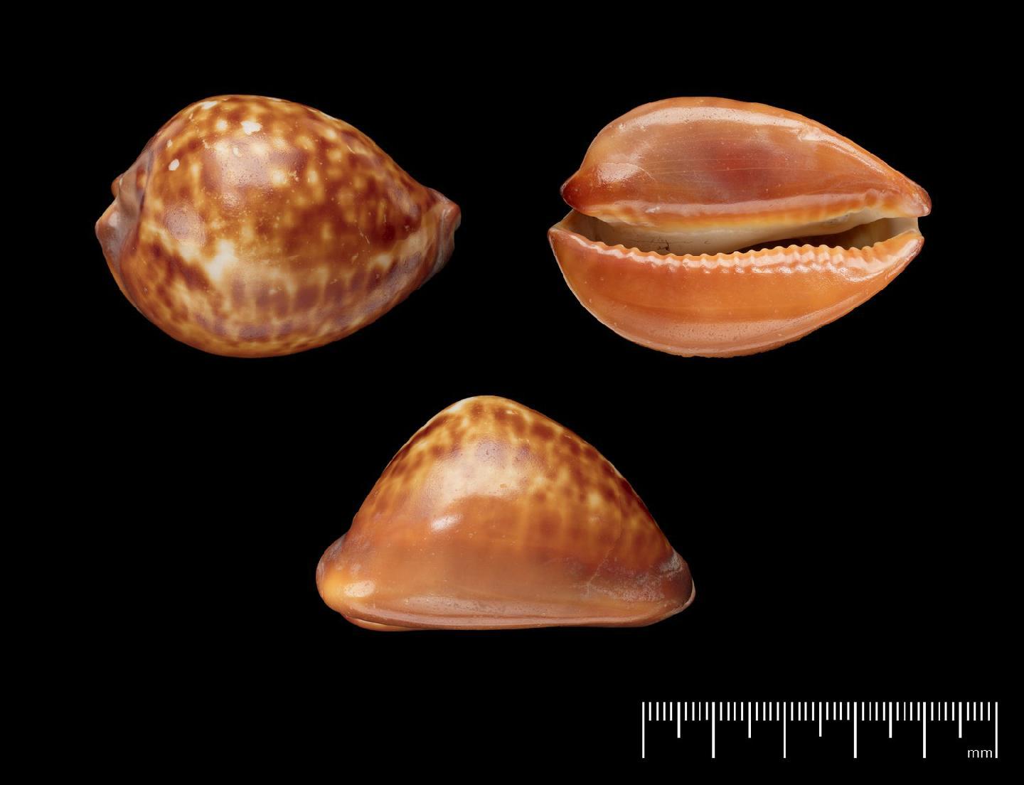 To NHMUK collection (Cypraea decipiens E. A. Smith, 1880; HOLOTYPE; NHMUK:ecatalogue:7802730)