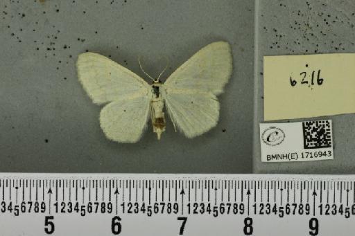 Scopula floslactata floslactata (Haworth, 1809) - BMNHE_1716943_a_271560