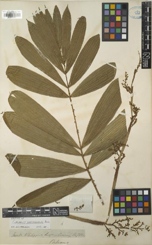 Calamus cumingianus Becc. - BM001040861