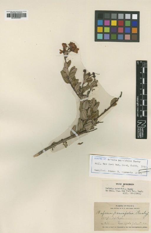 Bejaria parvifolia Rusby - BM000993661