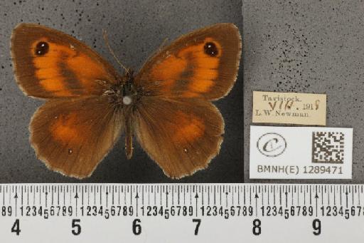 Pyronia tithonus britanniae (Verity, 1914) - BMNHE_1289471_127691