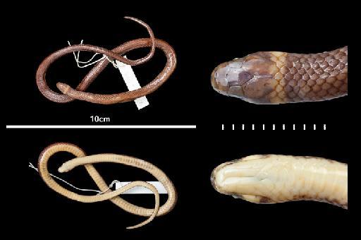 Tantilla alticola Boulenger, 1903 - 1946.1.8.83 Syntypes, Tantilla alticola.tif