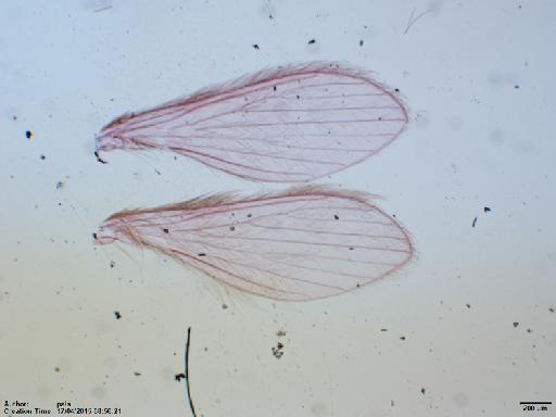 Lutzomyia (Coromyia) viriosa Fairchild & Hertig, 1958 - Lutzomyia_viriosa-BMNH(E)1722020_PT-female_wings-2x.tif