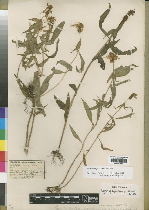 Pycnostachys kassneri De Wild. - BM000838018