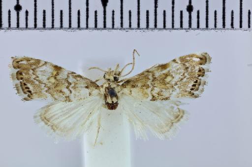 Glaucocharis natalensis (Hampson, 1919) - Diptychophora_natalensis_Hampson_1919_ST_PLTms_m_NHMUK010305307_d