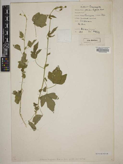Hibiscus migeodii Exell - 000645482