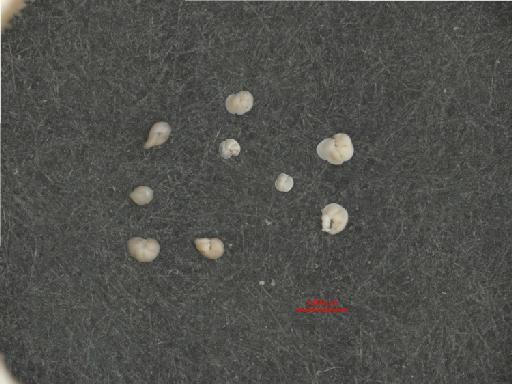 Globorotalia menardii (d'Orbigny) - ZF5761