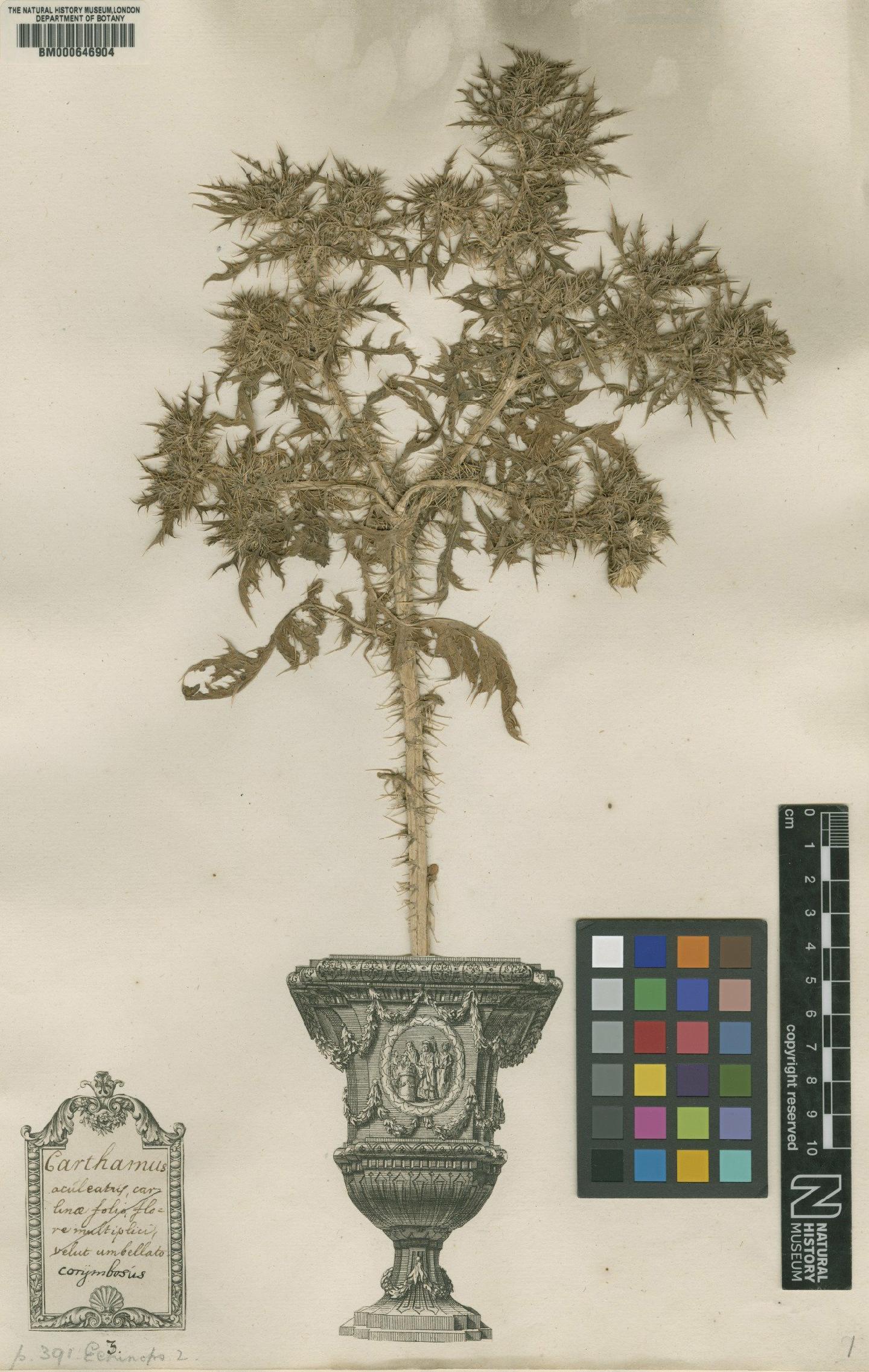 To NHMUK collection (Echinops corymbosus L.; Original material; NHMUK:ecatalogue:4703496)