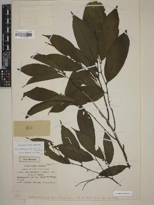 Leptonychia youngii Exell & Mendonça - BM001024312