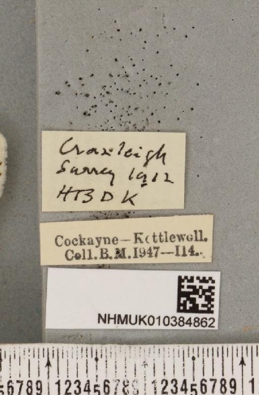 Spilosoma lubricipeda (Linnaeus, 1758) - NHMUK_010384862_label_508505