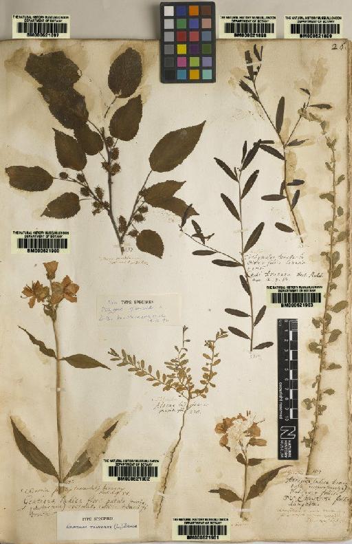 Tragia chamaelea L. - BM000621899