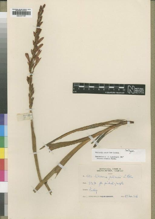 Watsonia amatolae Goldblatt - BM000911991