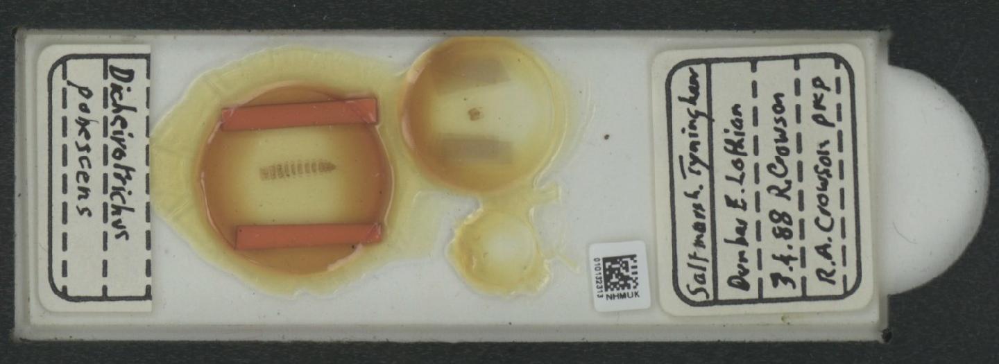 Dicheirotrichus gustavii thumbnail