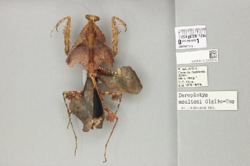 Deroplatys moultoni Giglio-Tos, 1917 - 012496902_71110_82063