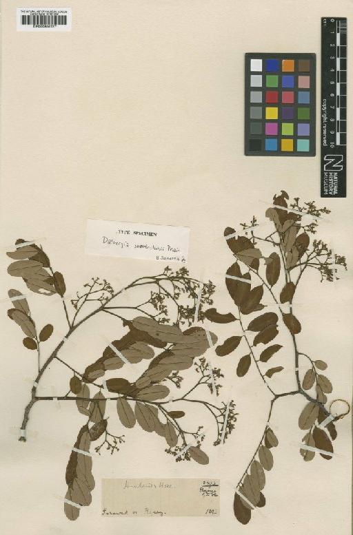 Dalbergia scortechinii Prain - BM000958727