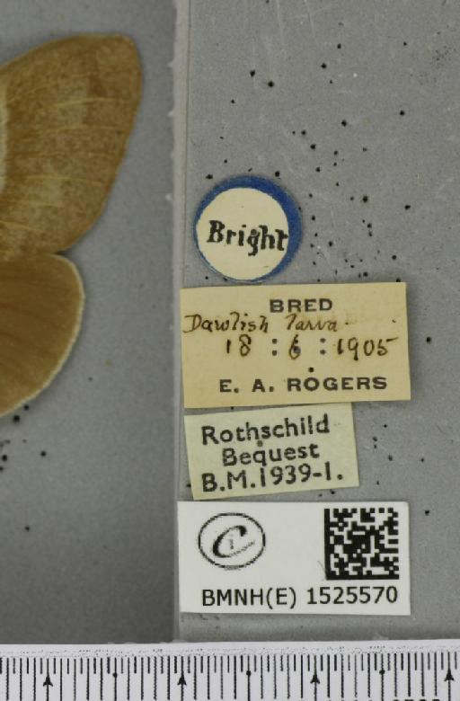 Macrothylacia rubi (Linnaeus, 1758) - BMNHE_1525570_label_196171