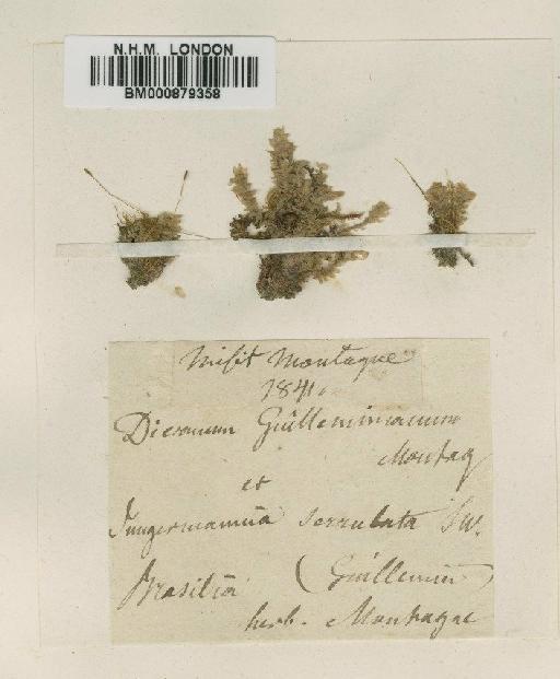 Anisothecium grevilleanum (Brid.) Arnell & C.E.O.Jensen - BM000879358