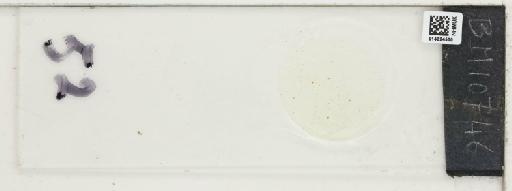 Plantae Haeckel - 014224500_289748_4514081