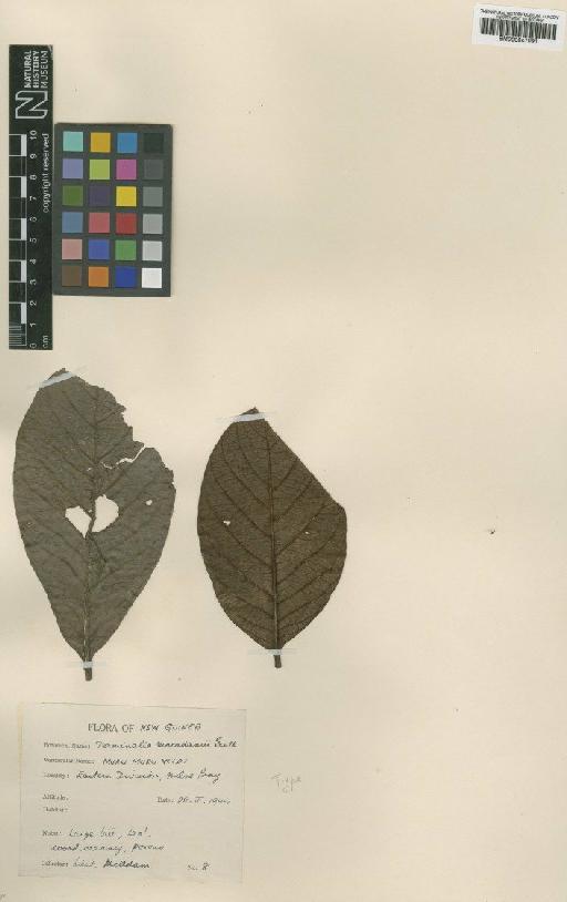 Terminalia macadamii Exell - BM000947091