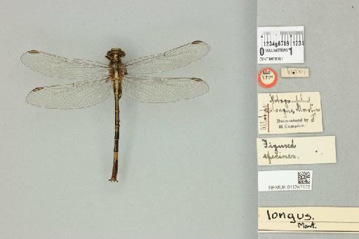 Notogomphus longus Martin, 1915 - 011247178_dorsal