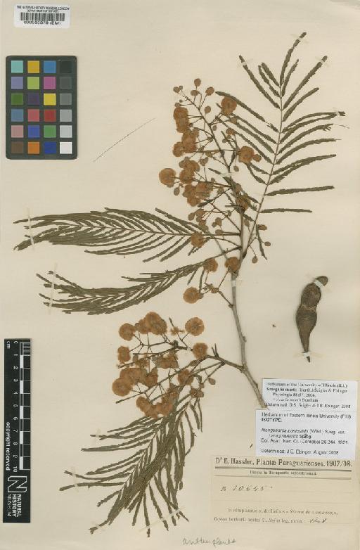 Acacia martii Benth. - BM000535378