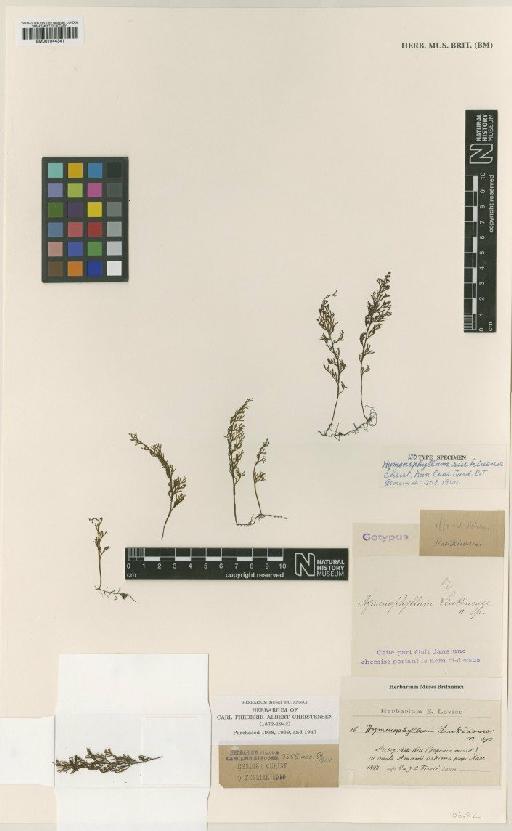 Hymenophyllum riukiuense Christ - BM001044341