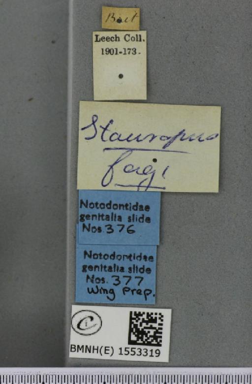 Stauropus fagi fagi (Linnaeus, 1758) - BMNHE_1553319_label_242866