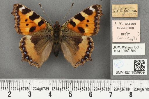 Aglais urticae ab. adumbrata Raynor, 1909 - BMNHE_1056909_46520