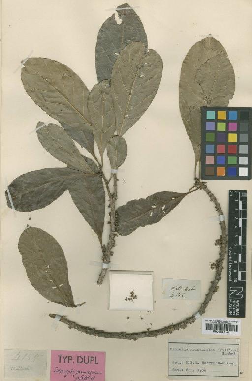 Planchonella grandifolia (Wall.) Pierre - BM000997182