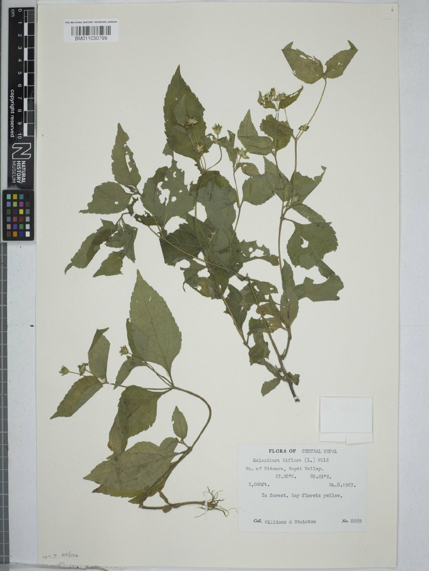 To NHMUK collection (Melanthera biflora (L.) Willd.; NHMUK:ecatalogue:9154493)
