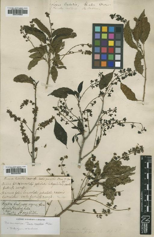 Ravina scandens Mill. - BM000993202