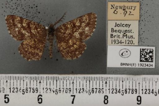 Ematurga atomaria (Linnaeus, 1758) - BMNHE_1923434_488018