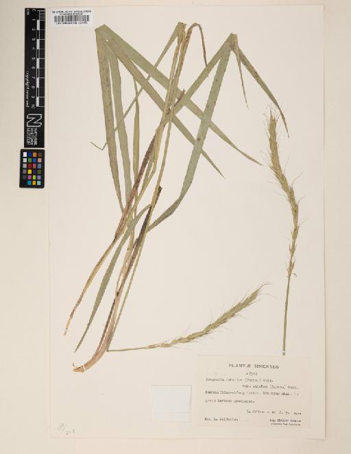 Elymus dahuricus Turcz. ex Griseb. - 000064358