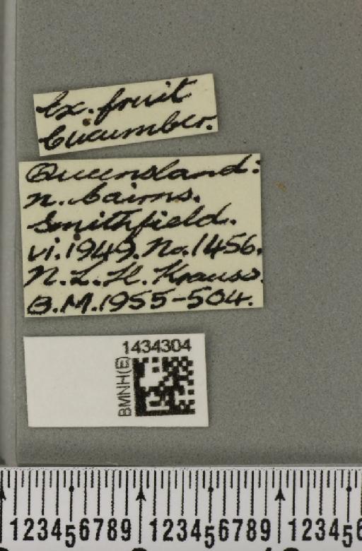 Bactrocera (Austrodacus) cucumis (French, 1907) - BMNHE_1434304_label_28369