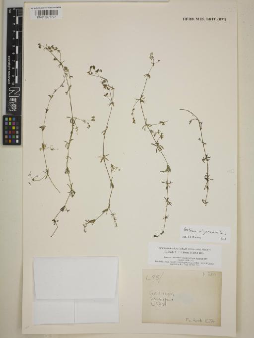 Galium uliginosum L. - BM013391777