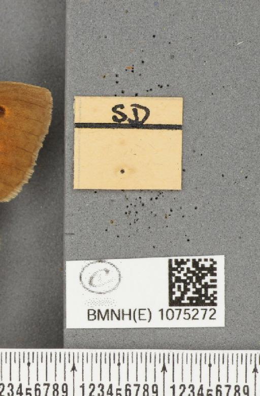 Maniola jurtina (Linnaeus, 1758) - BMNHE_1075272_label_49526