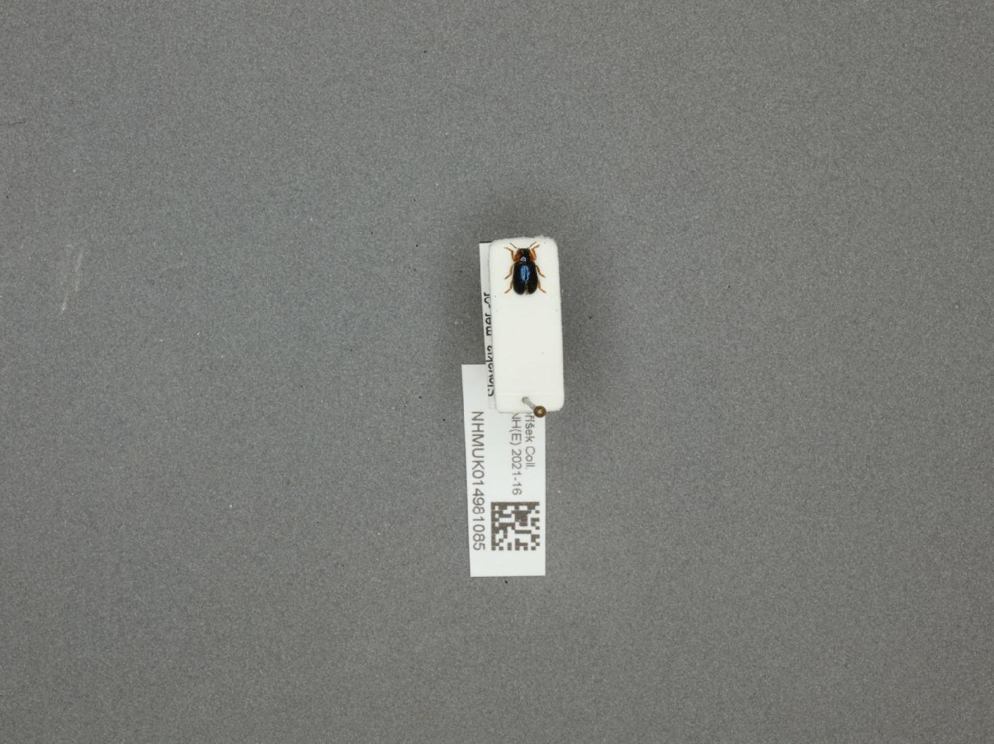 Smaragdina affinis thumbnail