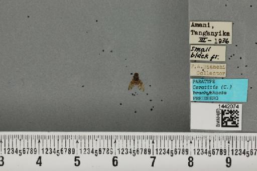 Ceratitis (Ceratitis) brachychaeta Freidberg, 1991 - BMNHE_1442074_26800