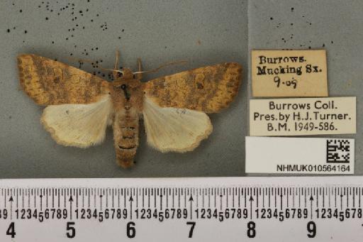 Cirrhia gilvago ab. suffusa Tutt, 1892 - NHMUK_010564164_621770