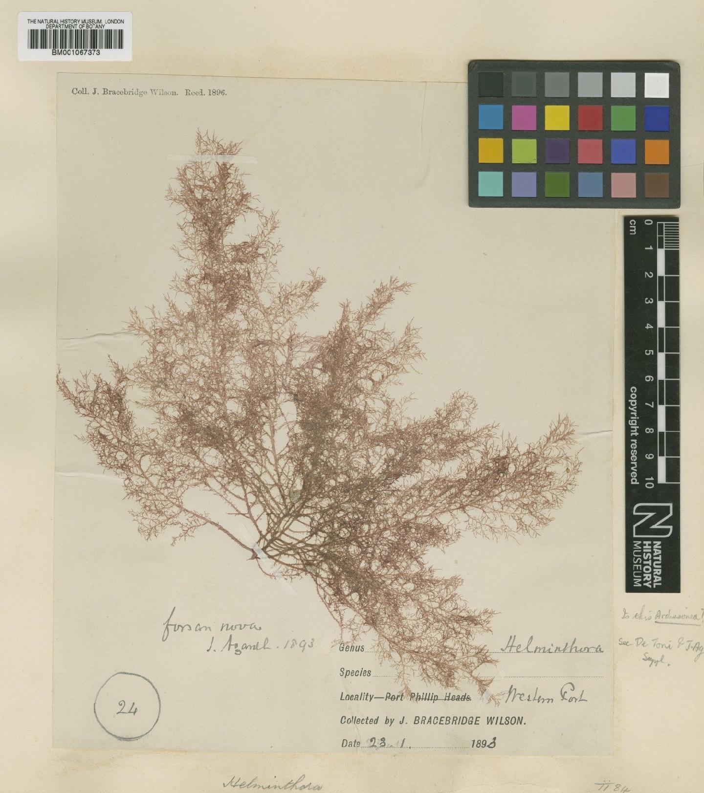 To NHMUK collection (Naccaria naccarioides (J.Agardh) Womersley & I.A.Abbott; TYPE; NHMUK:ecatalogue:2287523)